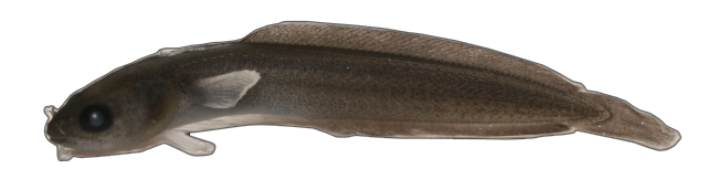 Gaidropsarus biscayensis